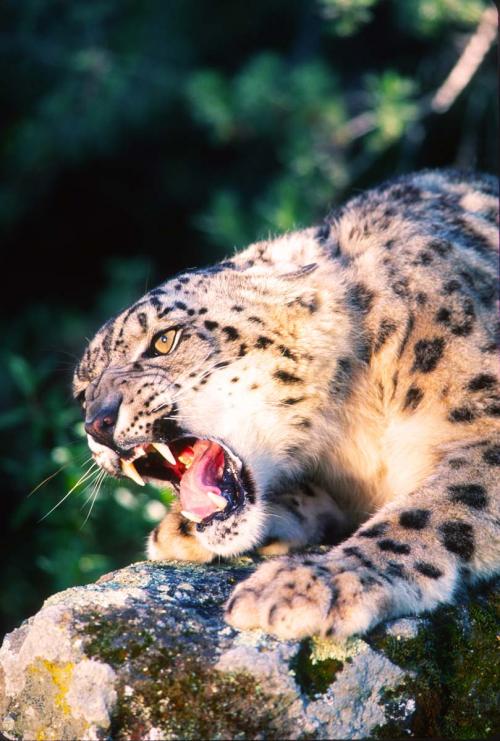 Angry Snow Leopard